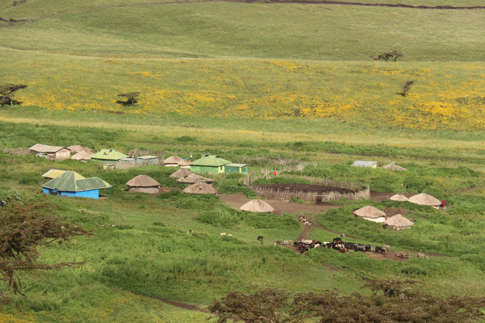 Siedlung der Masai im Kraterhochland