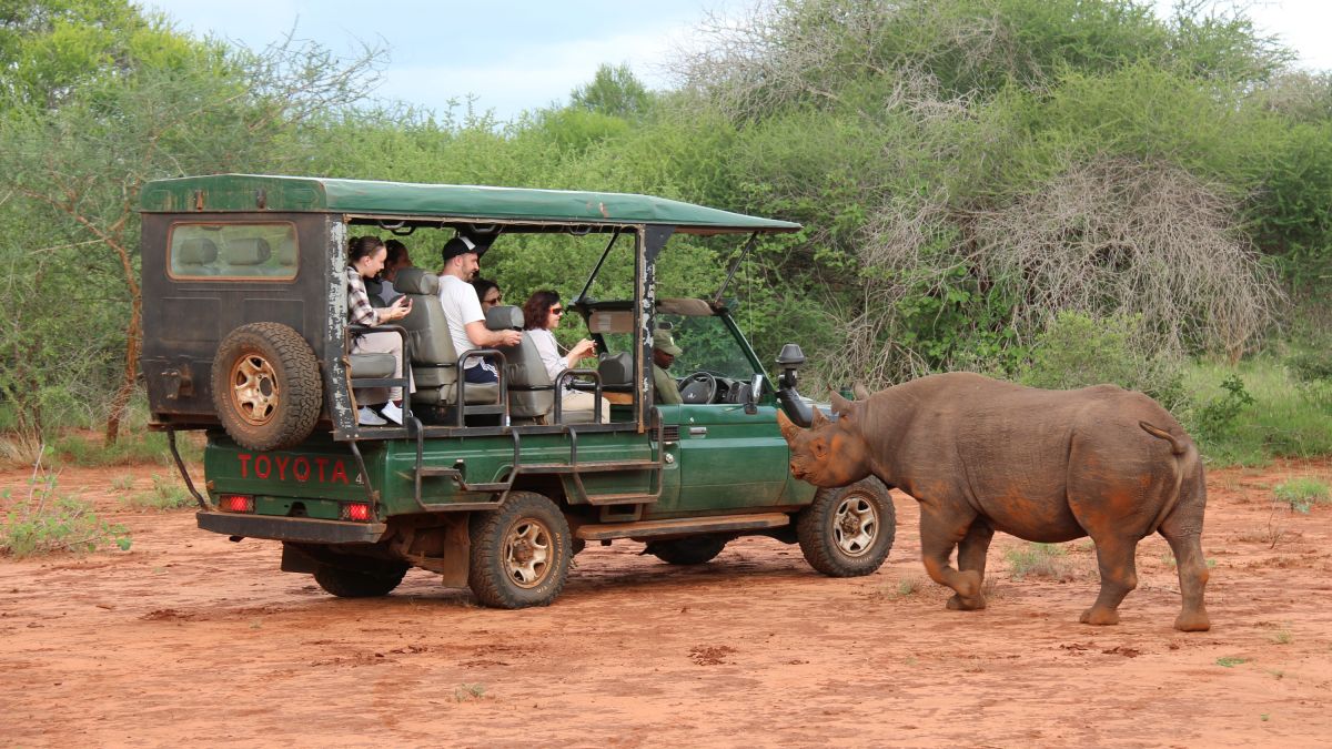 Nashorn im Mkomazi-Nationalpark