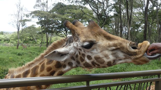 Das Giraffe Center in Nairobi