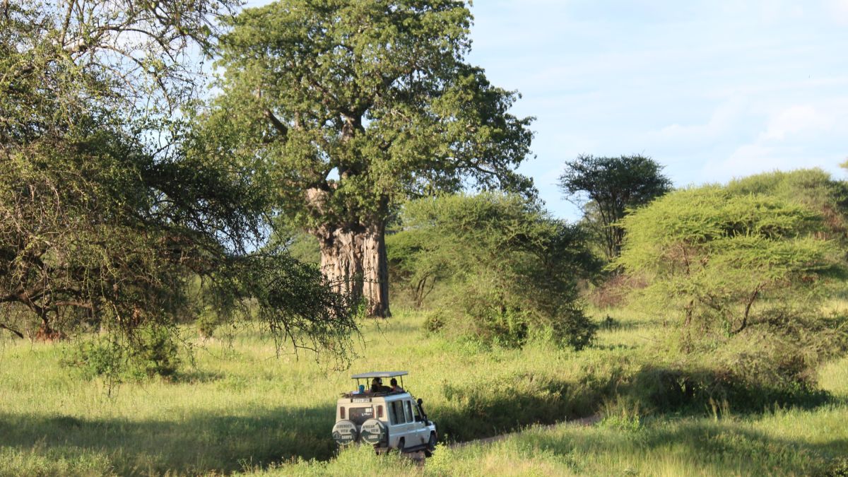 Safarifahrzeug vor einem gewaltigen Baobab