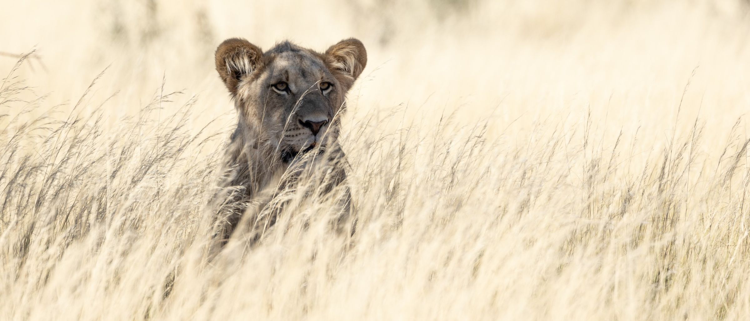 Wartet im Schatten auf den Rest des Rudels: junger Löwe im Kgalagadi Transfrontier Park