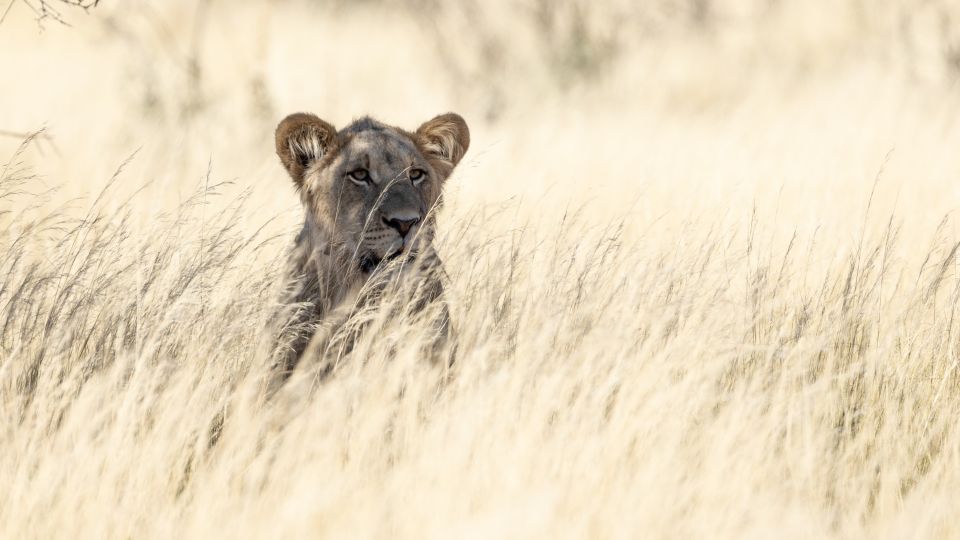 Wartet im Schatten auf den Rest des Rudels: junger Löwe im Kgalagadi Transfrontier Park