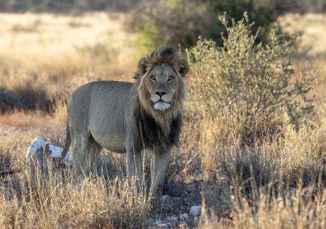Vollgefressener Löwe, sich einen anderen Schattenplatz suchend (Kgalagadi Transfrontier Park)