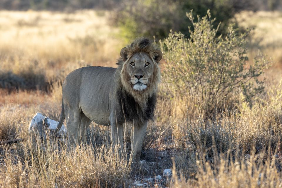 Vollgefressener Löwe, sich einen anderen Schattenplatz suchend (Kgalagadi Transfrontier Park)
