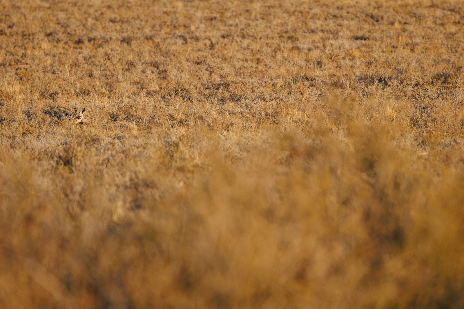 Suchbild mit Löffelhund – wenn sich die Tiere nicht bewegen, sind sie mitunter kaum zu erkennen (Kgalagadi Transfrontier Park).