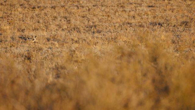 Suchbild mit Löffelhund – wenn sich die Tiere nicht bewegen, sind sie mitunter kaum zu erkennen (Kgalagadi Transfrontier Park).