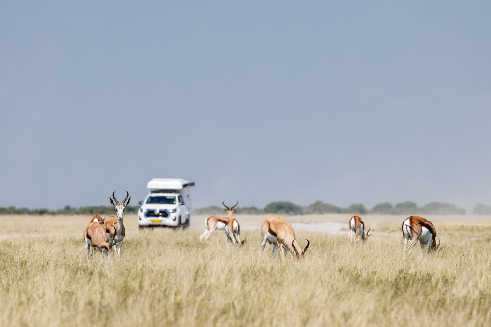 Die Einheimischen und der Besucher: Springböcke in der Zentralkalahari, Central Kalahari Game Reserve