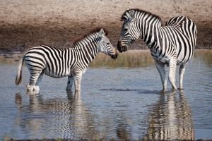 Der Fluss als Lebensader: Zebras löschen ihren Durst am Boteti River, Makgadikgadi Pans National Park.