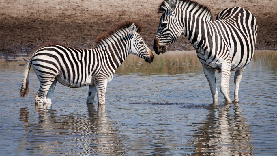 Der Fluss als Lebensader: Zebras löschen ihren Durst am Boteti River, Makgadikgadi Pans National Park.
