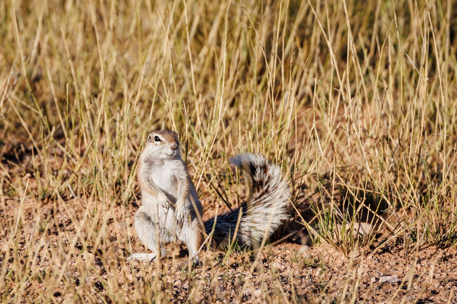 Tagaktive Unterhaltungskünstler: Kap-Borstenhörnchen, Kgalagadi Transfrontier Park
