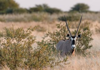 Wachsamer Spießbock: Oryxantilopen zählen zu den auffälligsten Bewohnern der Zentralkalahari (Central Kalahari Game Reserve).