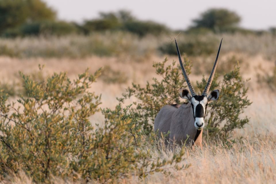 Wachsamer Spießbock: Oryxantilopen zählen zu den auffälligsten Bewohnern der Zentralkalahari (Central Kalahari Game Reserve).
