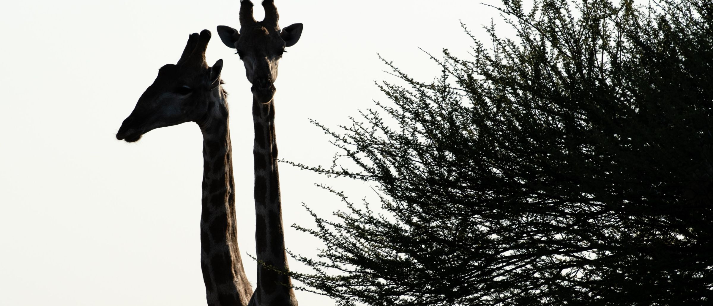 Giraffen-Silhouette, Central Kalahari Game Reserve