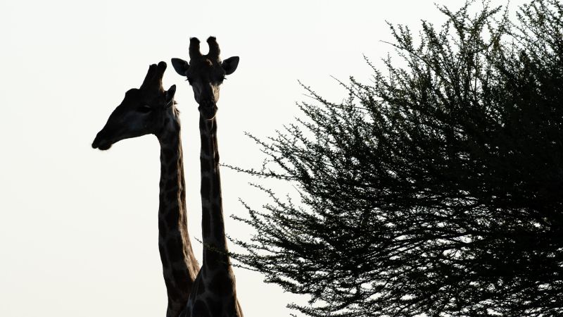 Giraffen-Silhouette, Central Kalahari Game Reserve