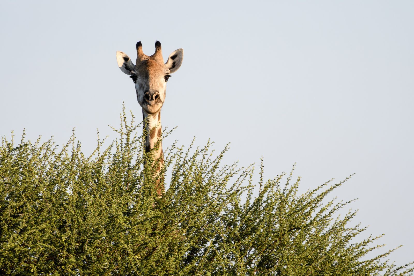 Versteckspiel trotz Übergröße: Eine Giraffe schaut von ihrer Mahlzeit auf (Central Kalahari Game Reserve).