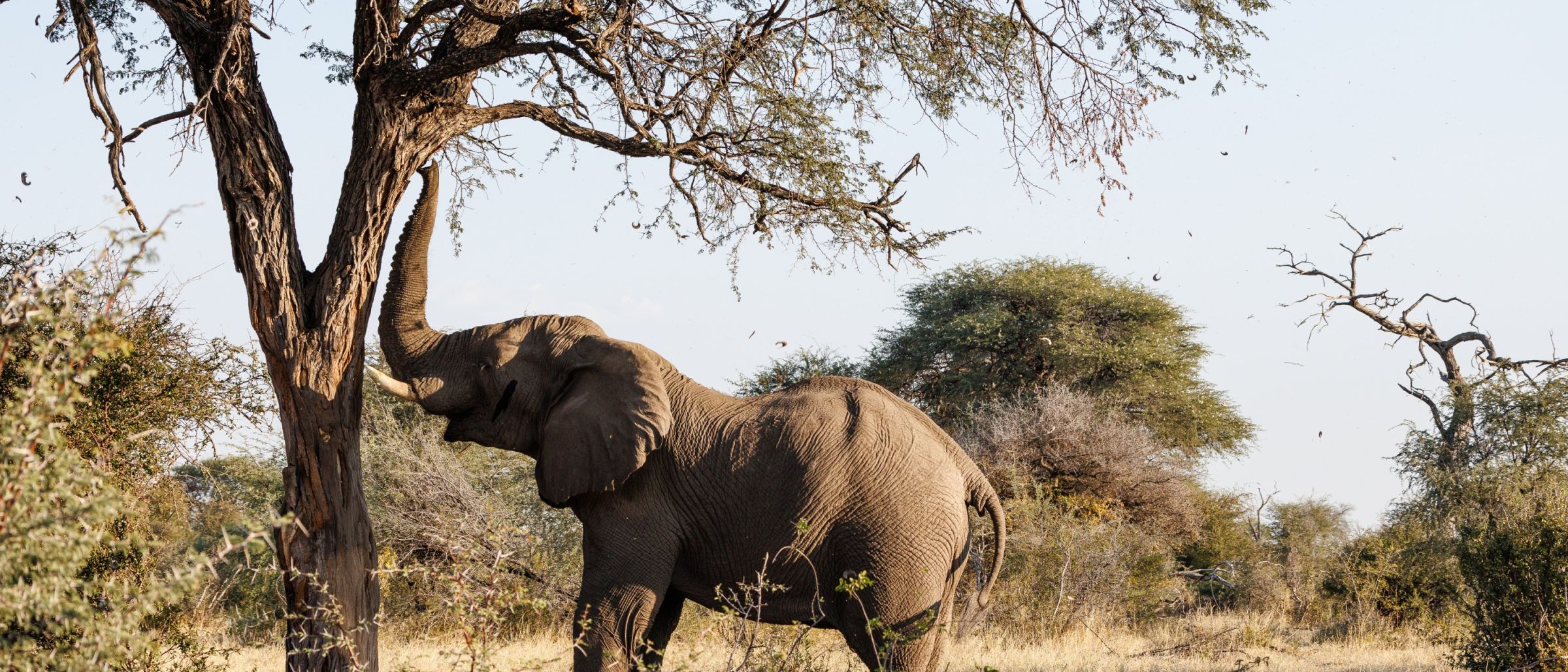 Ernten auf Elefanten-Art: Man rüttelt so lange am Stamm des Kameldorns, bis die Früchte herunterfallen (Makgadikgadi Pans National Park).