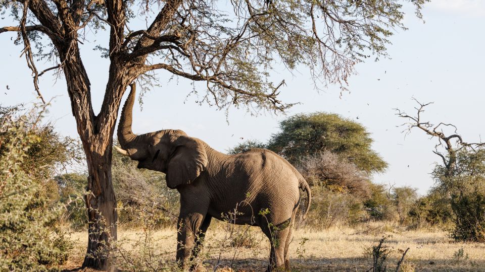 Ernten auf Elefanten-Art: Man rüttelt so lange am Stamm des Kameldorns, bis die Früchte herunterfallen (Makgadikgadi Pans National Park).