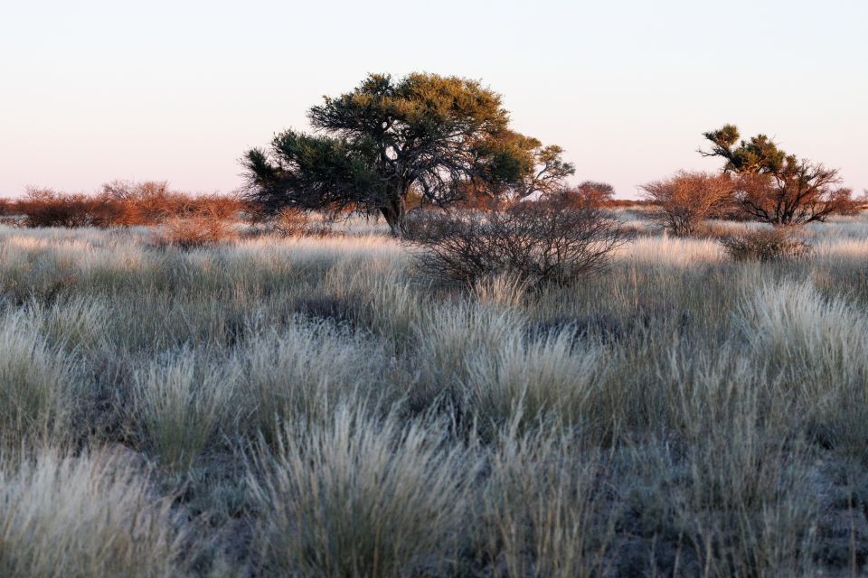 Abendlicht über der Kalahari, Kgalagadi Transfrontier Park