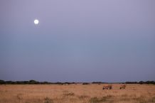Oryxantilopen unterm Vollmond, Central Kalahari Game Reserve 