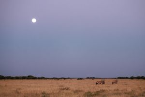 Oryxantilopen unterm Vollmond, Central Kalahari Game Reserve