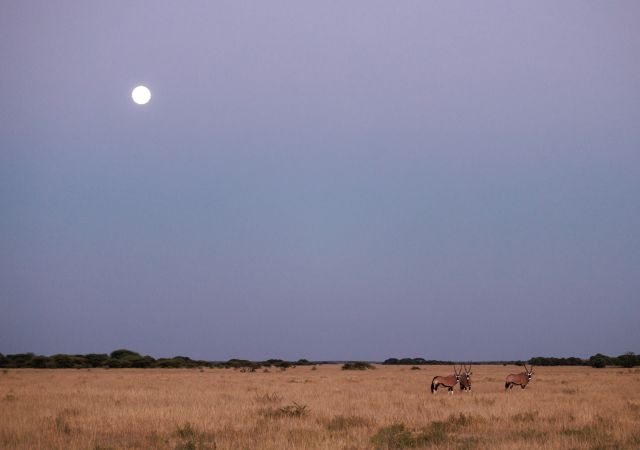 Oryxantilopen unterm Vollmond, Central Kalahari Game Reserve