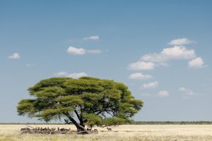 Schutz im Schatten: In der Mittagshitze versammeln sich die Springböcke unter den Akazien, Central Kalahari Game Reserve