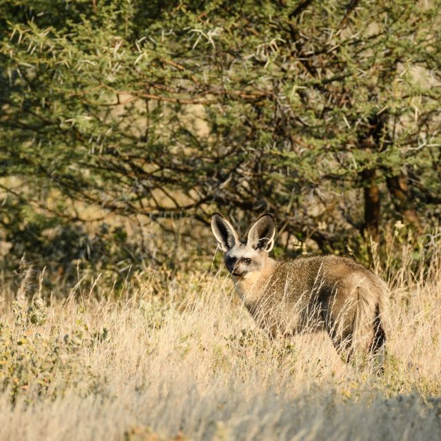Schnell, scheu und immer auf ein Versteck bedacht: Löffelhunde lassen sich meist nur aus der Ferne bewundern (Central Kalahari Game Reserve).