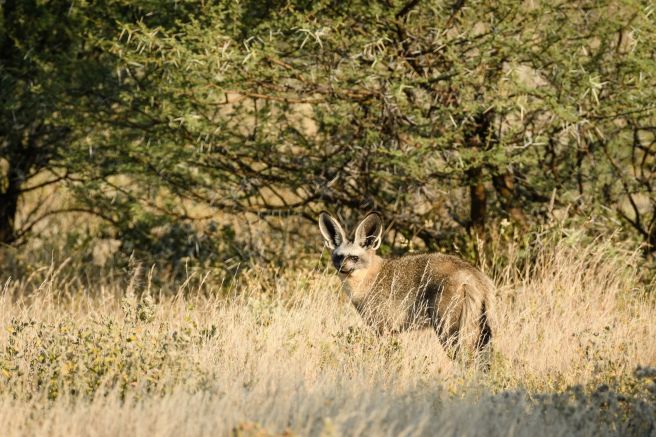 Schnell, scheu und immer auf ein Versteck bedacht: Löffelhunde lassen sich meist nur aus der Ferne bewundern (Central Kalahari Game Reserve).