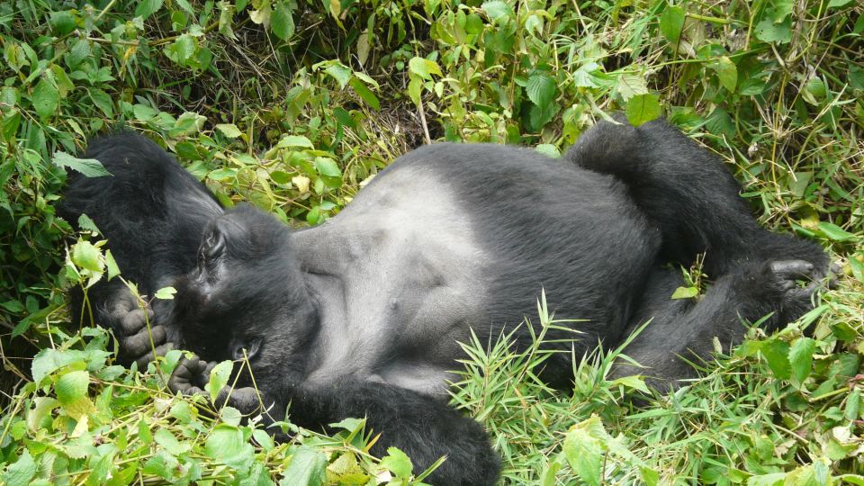 Gorilla-Tracking im Volcanoes NP