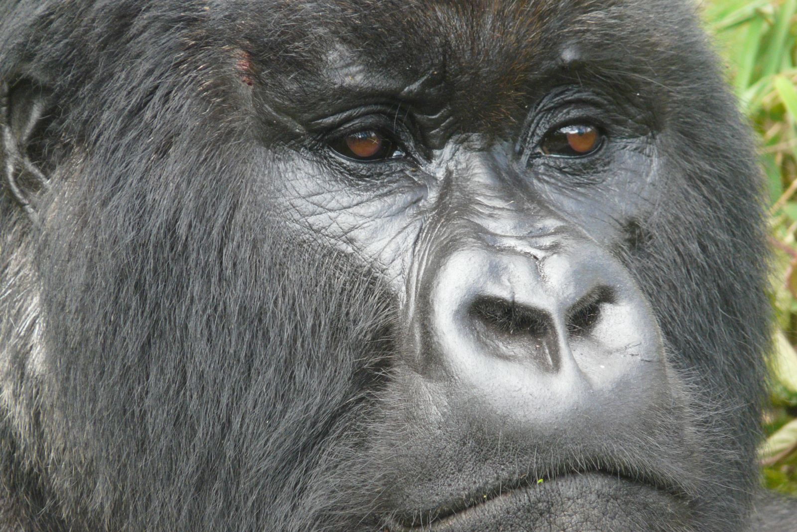 Gorilla-Tracking im Volcanoes NP
