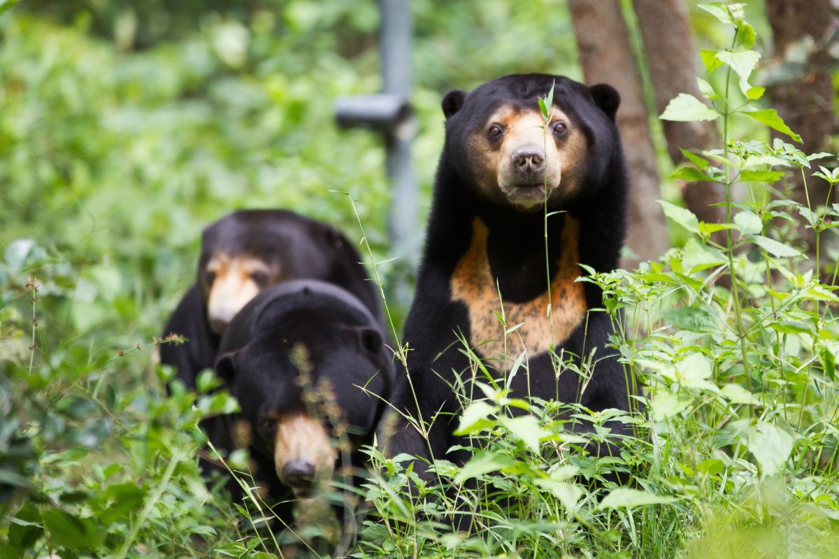Befreite Malaienbären in einer Bärenstation in Kambodscha