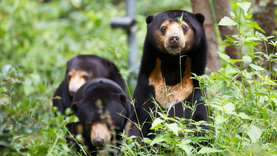 Befreite Malaienbären in einer Bärenstation in Kambodscha