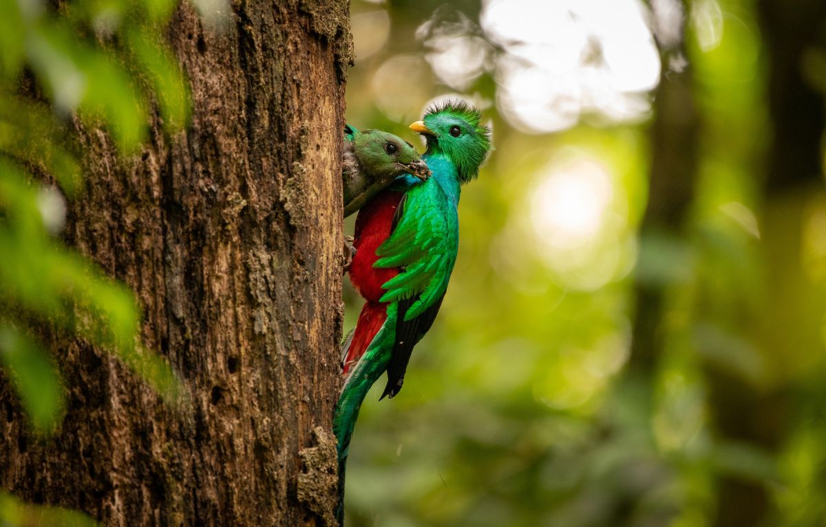 Wunderschöner prächtiger Quetzal in Monteverde