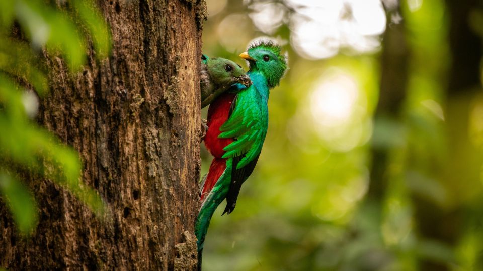 Wunderschöner prächtiger Quetzal