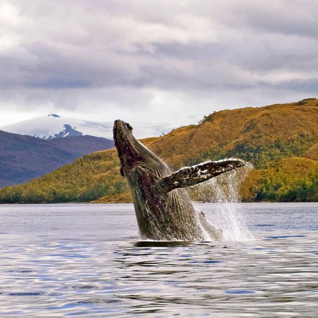 Walbeobachtung bei Punta Arenas