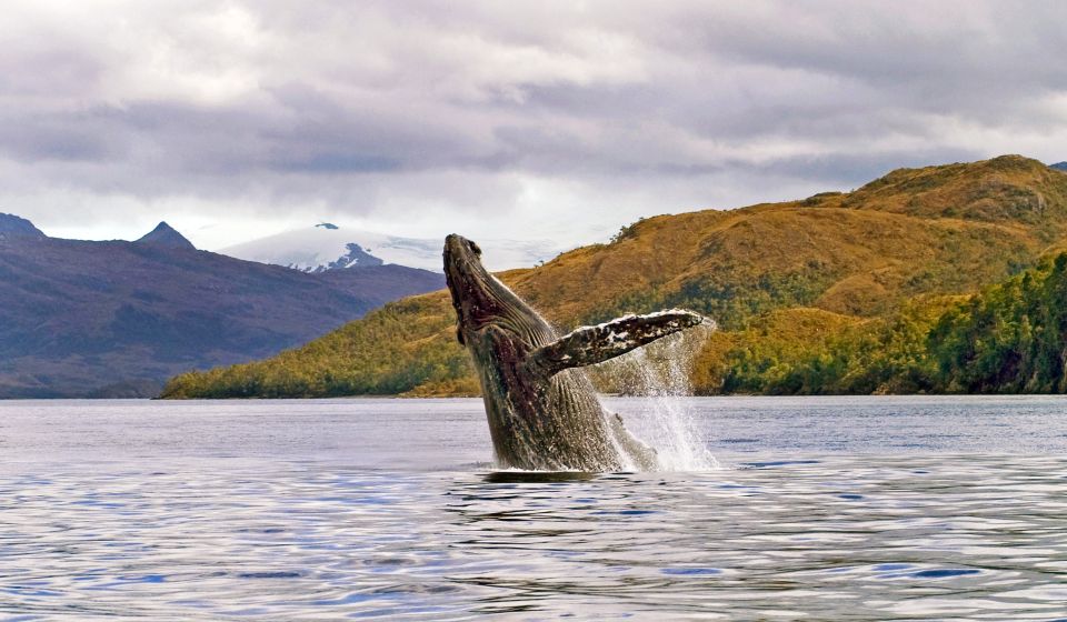 Walbeobachtung bei Punta Arenas