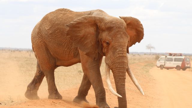 Elefant im Tsavo Ost - Minibus auf Safari