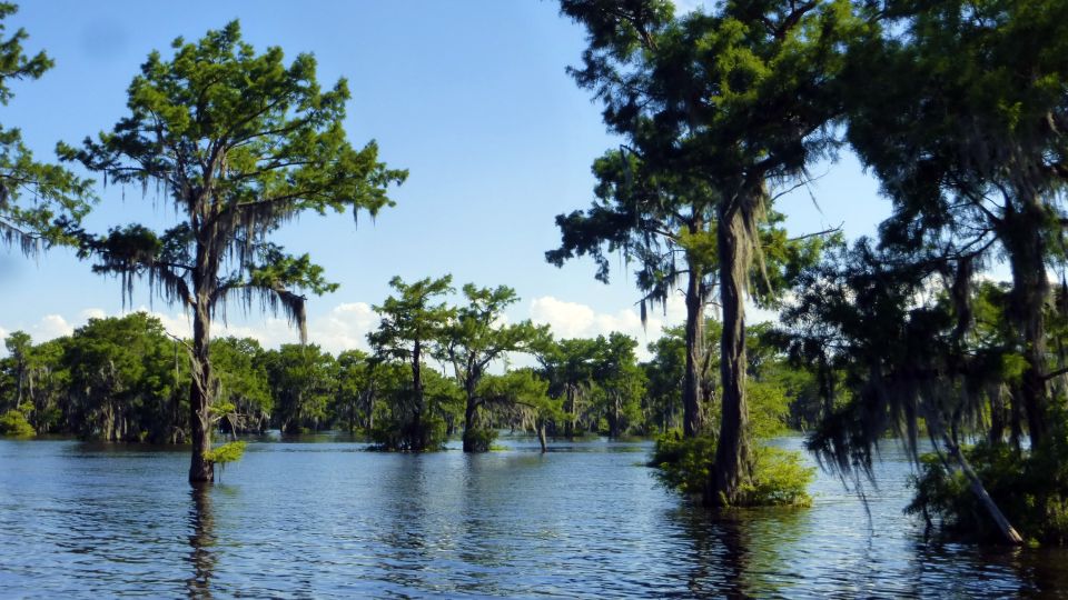 Zypressenwälder, Atchafalaya Basin, Louisiana