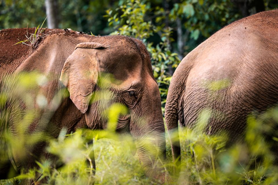 Elefanten im Dschungel