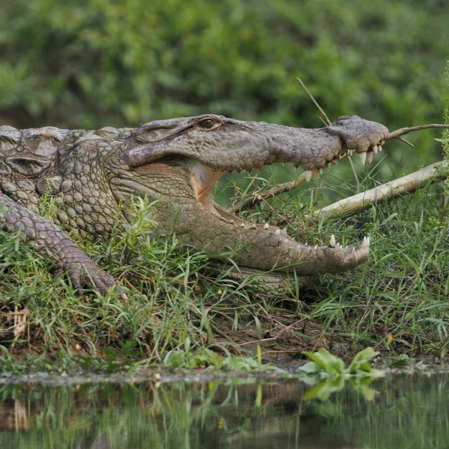Krokodil im Chitwan-Nationalpark