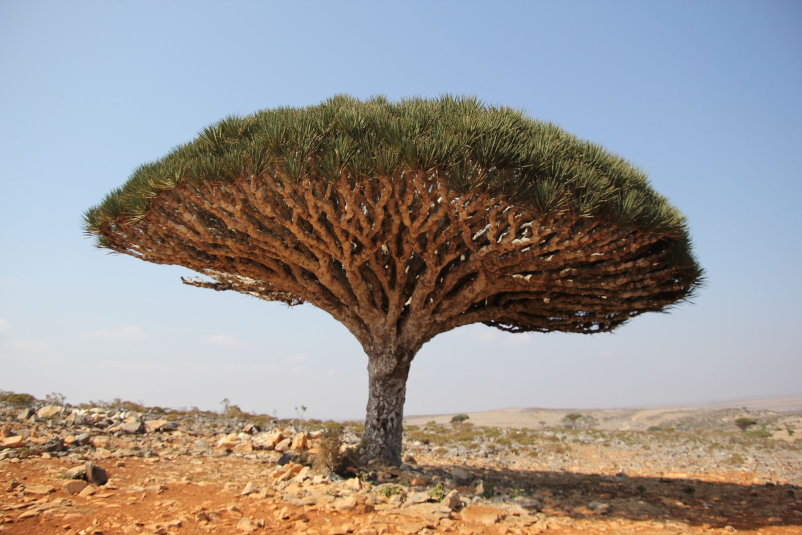Drachenblutbaum, Sokotra