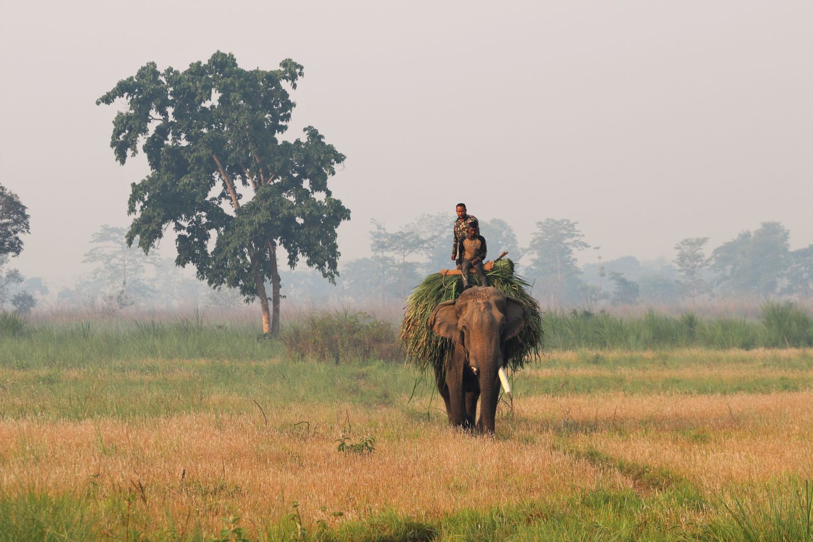 Elefant im Chitwan-Nationalpark (UNESCO)