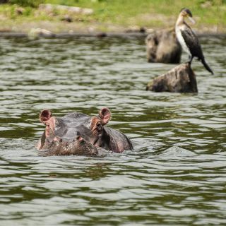 Flusspferd im Lake Naivasha