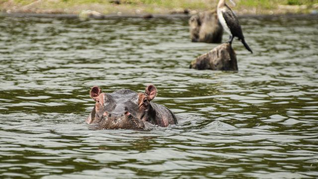 Zahlreiche Vögel und Hippos fühlen sich am Lake Naivasha wohl