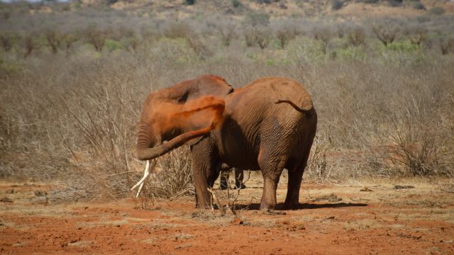 Elefant im Tsavo East NP