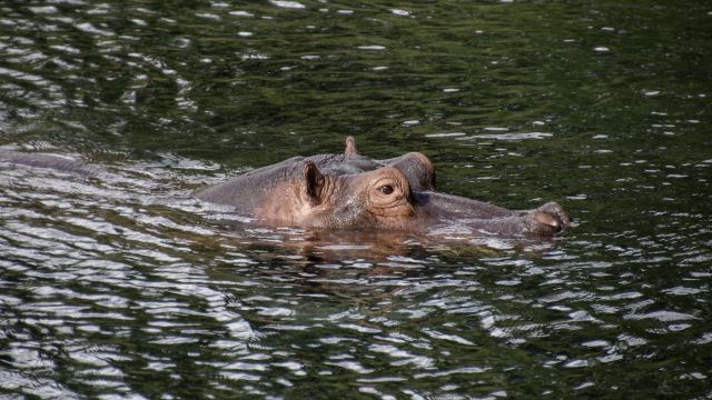 Flusspferd im Tsavo