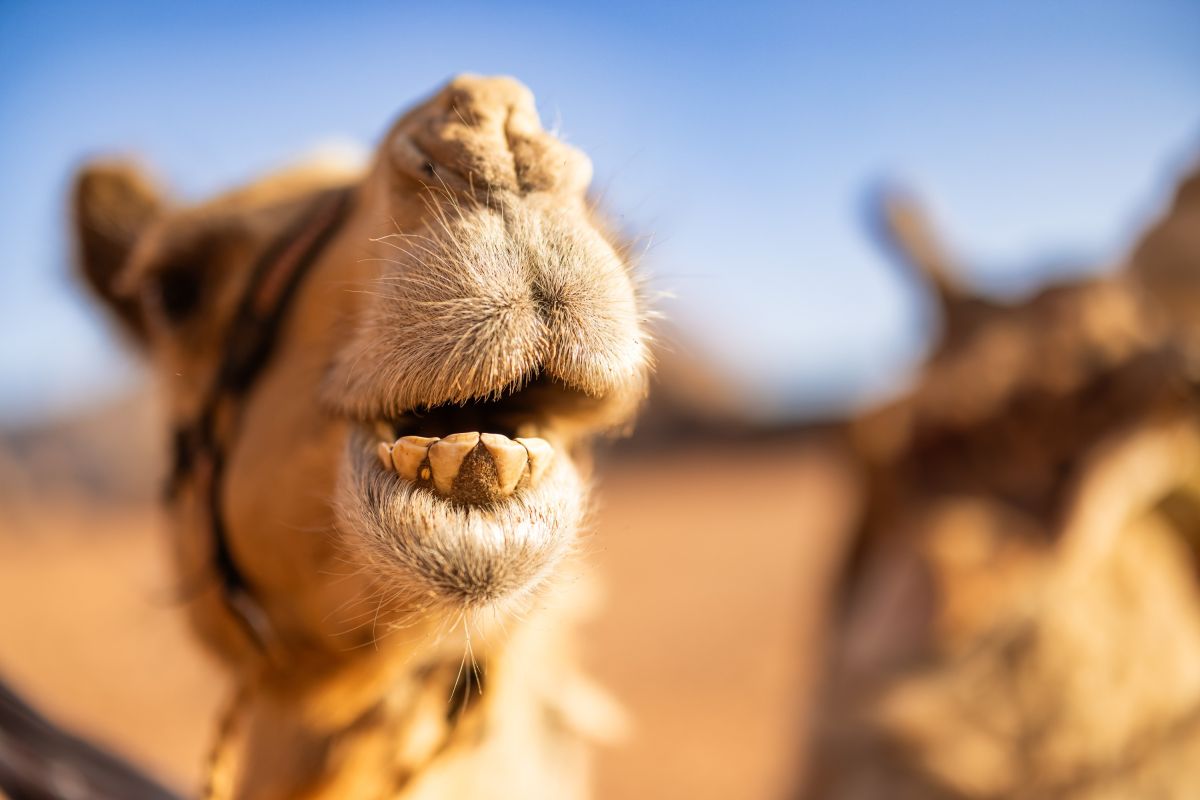 Kamele in Wadi Rum