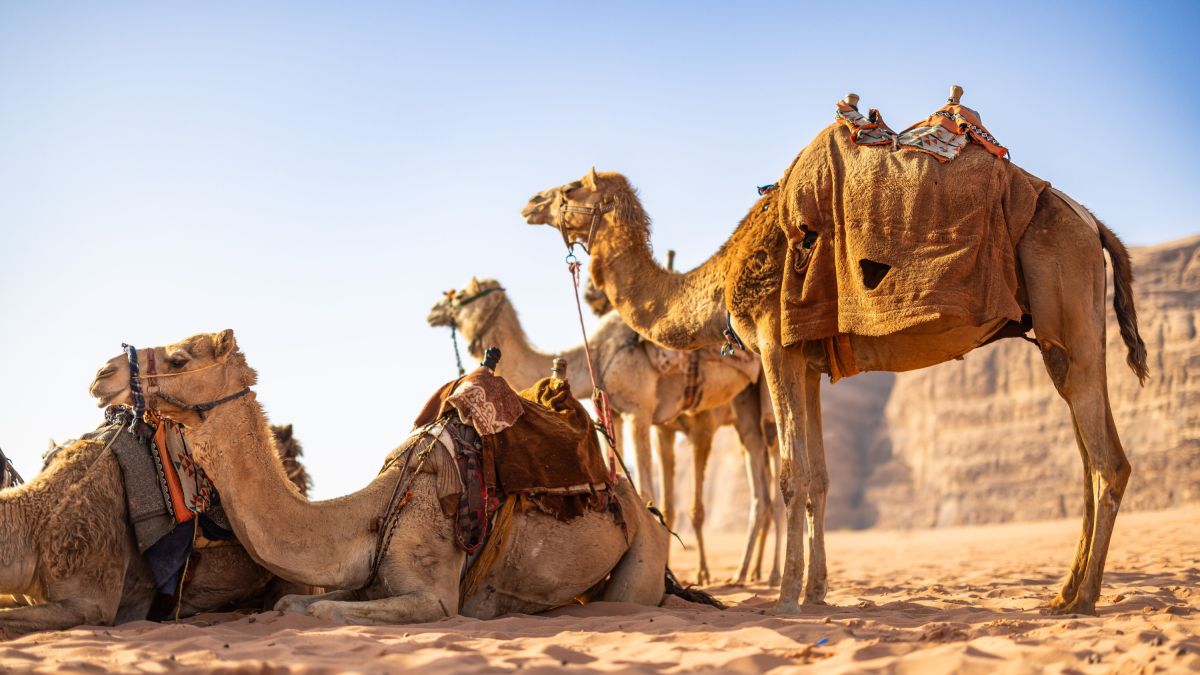 Kamelrast in der Wüste, Wadi Rum