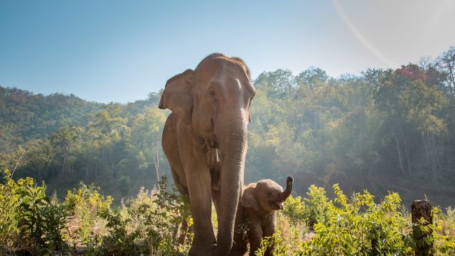 Auf Erkundung zu den Elefanten mit der Mahouts Elephant Foundation