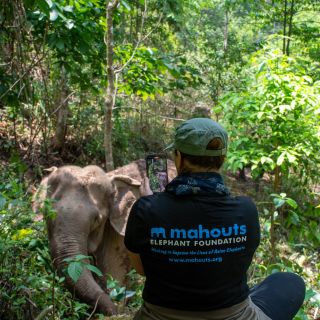 Auf Erkundung zu den Elefanten mit der Mahouts Elephant Foundation
